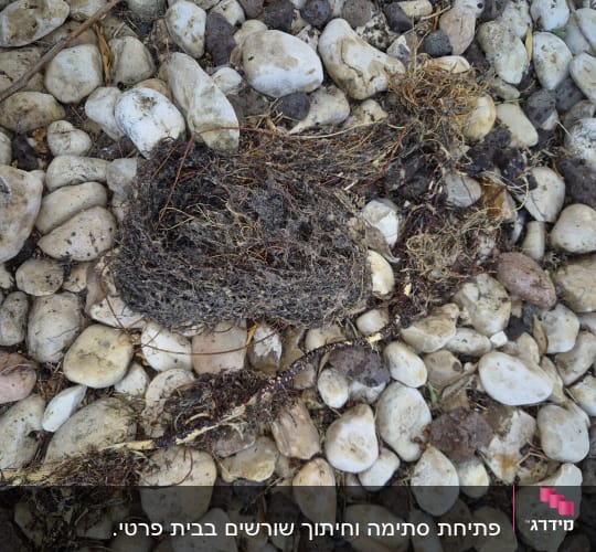 פתיחת סתימה וחיתוך שורשים בבית פרטי. 